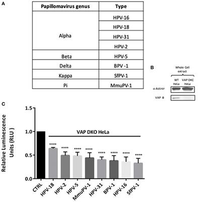 Diverse Papillomavirus Types Induce Endosomal Tubulation